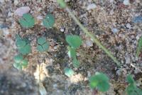 09-04-2008 : 03, Arrêt nø10, 2km avant Clanwilliam R364