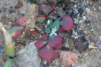 09-04-2008 : 03, Arrêt nø10, 2km avant Clanwilliam R364