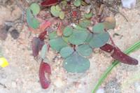 09-04-2008 : 03, Arrêt nø10, 2km avant Clanwilliam R364