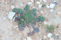 09-04-2008 : 03, Arrêt nø10, 2km avant Clanwilliam R364