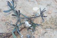 09-04-2008 : 03, Arrêt nø10, 2km avant Clanwilliam R364