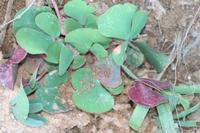 09-04-2008 : 03, Arrêt nø10, 2km avant Clanwilliam R364