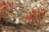 09-07-2008 : 06, Arrêt nø19, à 20km de Vanrhynsdorp, Mesembs Dous de Glym