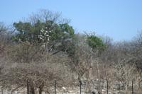 09-22-2008 : 21, Arrêt nø97, de Etosha Namutoni à Windhoek