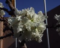 10-15-2003 : 20, Arrêt nø72, Windhoek 1700m avec Ian Oliver