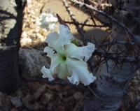 10-15-2003 : 20, Arrêt nø72, Windhoek 1700m avec Ian Oliver