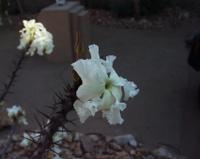 10-15-2003 : 20, Arrêt nø72, Windhoek 1700m avec Ian Oliver