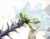 10-15-2003 : 20, Arrêt nø72, Windhoek 1700m avec Ian Oliver