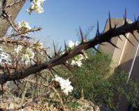 10-15-2003 : 20, Arrêt nø72, Windhoek 1700m avec Ian Oliver