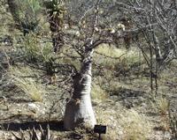 10-18-2003 : 23, Arrêt nø91, National Botanical garden de Windhoek