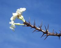 10-18-2003 : 23, Arrêt nø91, National Botanical garden de Windhoek