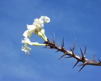 10-18-2003 : 23, Arrêt nø91, National Botanical garden de Windhoek