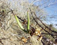 10-18-2003 : 23, Arrêt nø91, National Botanical garden de Windhoek