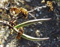 10-18-2003 : 23, Arrêt nø91, National Botanical garden de Windhoek