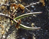 10-18-2003 : 23, Arrêt nø91, National Botanical garden de Windhoek