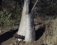 10-18-2003 : 23, Arrêt nø91, National Botanical garden de Windhoek