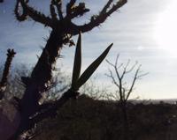 10-18-2003 : 23, Arrêt nø91, National Botanical garden de Windhoek