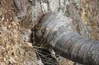 09-22-2008 : 21, Arrêt nø97, de Etosha Namutoni à Windhoek