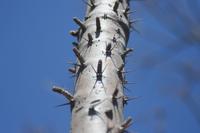 09-22-2008 : 21, Arrêt nø97, de Etosha Namutoni à Windhoek