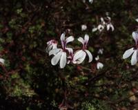 10-05-2003 : 10, Arrêt nø38, On continue la route