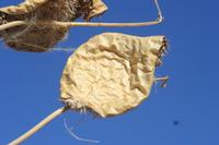 09-16-2008 : 15, Arrêt nø69, autre bord de route