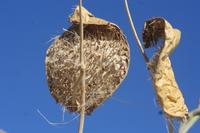 09-16-2008 : 15, Arrêt nø69, autre bord de route