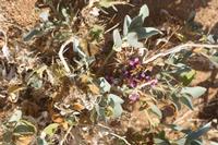 09-18-2008 : 17, Arrêt nø90, Aloe asperifolia