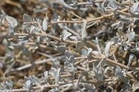 09-18-2008 : 17, Arrêt nø90, Aloe asperifolia