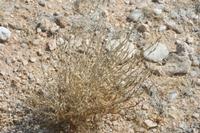 09-18-2008 : 17, Arrêt nø90, Aloe asperifolia