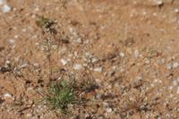 09-07-2008 : 06, Arrêt nø19, à 20km de Vanrhynsdorp, Mesembs Dous de Glym