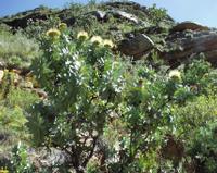 10-05-2003 : 10, Arrêt nø36, Route le long de la Grootrivier