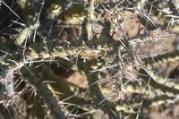 09-11-2008 : 10, Arrêt nø49, Colline avec château d'eau à Rosh Pinah