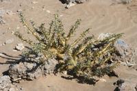 09-11-2008 : 10, Arrêt nø47, entre Orange River et Rosh Pinah