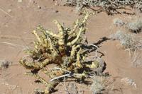 09-11-2008 : 10, Arrêt nø47, entre Orange River et Rosh Pinah