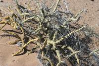 09-11-2008 : 10, Arrêt nø47, entre Orange River et Rosh Pinah