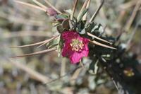 09-11-2008 : 10, Arrêt nø47, entre Orange River et Rosh Pinah