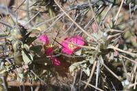 09-11-2008 : 10, Arrêt nø47, entre Orange River et Rosh Pinah