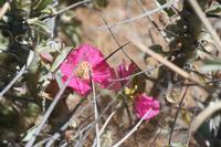 09-11-2008 : 10, Arrêt nø47, entre Orange River et Rosh Pinah