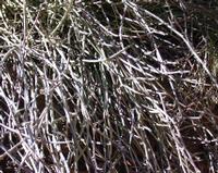 10-05-2003 : 10, Arrêt nø35, Meiringspoort red sandstones, mittel great Karoo