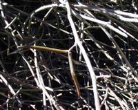 10-05-2003 : 10, Arrêt nø35, Meiringspoort red sandstones, mittel great Karoo