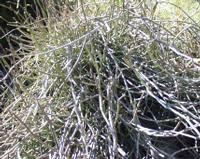 10-05-2003 : 10, Arrêt nø35, Meiringspoort red sandstones, mittel great Karoo