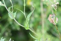 09-04-2008 : 03, Arrêt nø10, 2km avant Clanwilliam R364