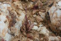 09-07-2008 : 06, Arrêt nø19, à 20km de Vanrhynsdorp, Mesembs Dous de Glym