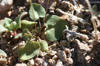 09-11-2008 : 10, Arrêt nø44, autre arrêt au bord de l'Orange River