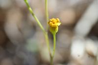 09-11-2008 : 10, Arrêt nø44, autre arrêt au bord de l'Orange River
