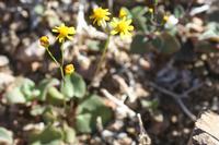 09-11-2008 : 10, Arrêt nø44, autre arrêt au bord de l'Orange River