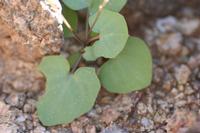 09-11-2008 : 10, Arrêt nø44, autre arrêt au bord de l'Orange River