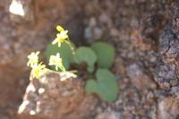 09-11-2008 : 10, Arrêt nø44, autre arrêt au bord de l'Orange River