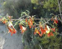 10-05-2003 : 10, Arrêt nø39, On repasse au Swartberg pass