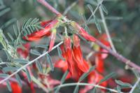 09-07-2008 : 06, Arrêt nø19, à 20km de Vanrhynsdorp, Mesembs Dous de Glym